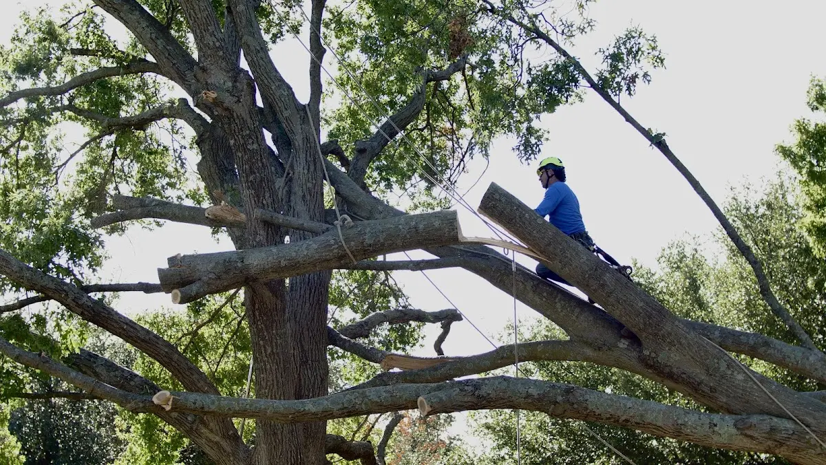 Professional Crown Thinning performed by certified arborists in Cascade